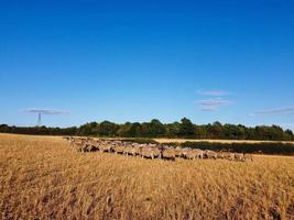 Large Group of British Lamb and Sheep at Farms, Drone's High Angle View at Bedfordshire England photo