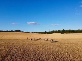 Large Group of British Lamb and Sheep at Farms, Drone's High Angle View at Bedfordshire England photo