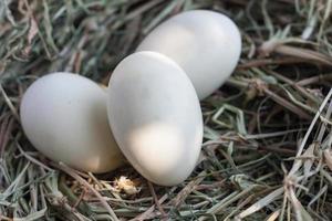 eggs in nest photo