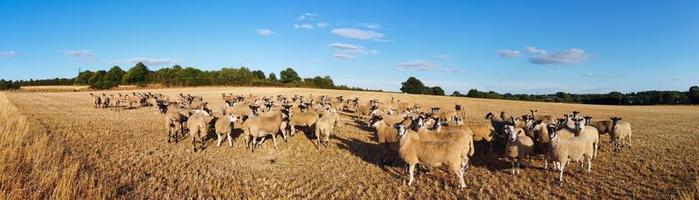 Large Group of British Lamb and Sheep at Farms, Drone's High Angle View at Bedfordshire England photo