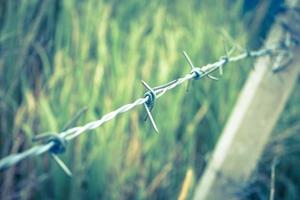 Barbed wire fence and green field closeup photo