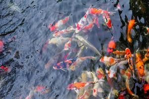 beautiful koi fish in pond photo