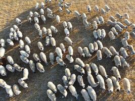 Large Group of British Lamb and Sheep at Farms, Drone's High Angle View at Bedfordshire England photo