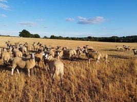 gran grupo de corderos y ovejas británicos en granjas, vista de ángulo alto de drones en bedfordshire inglaterra foto