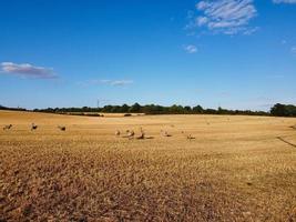 Large Group of British Lamb and Sheep at Farms, Drone's High Angle View at Bedfordshire England photo