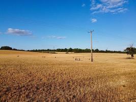 Large Group of British Lamb and Sheep at Farms, Drone's High Angle View at Bedfordshire England photo