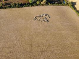 gran grupo de corderos y ovejas británicos en granjas, vista de ángulo alto de drones en bedfordshire inglaterra foto