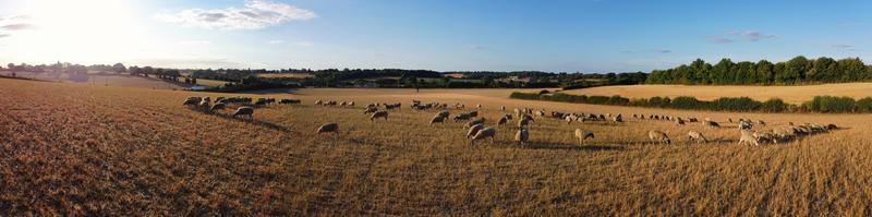 gran grupo de corderos y ovejas británicos en granjas, vista de ángulo alto de drones en bedfordshire inglaterra foto