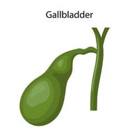 Gallbladder, human digestive system for anatomy vector illustration.