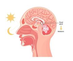 Melatonin hormone. Pineal gland anatomical cross section. vector