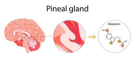 Melatonin hormone. Pineal gland anatomical cross section. vector