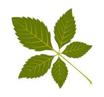 Green leaf on white background vector