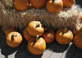 acción de gracias y halloween - varias calabazas sobre y alrededor de montones de heno foto