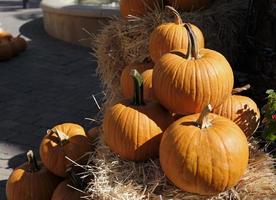 Thanksgiving and Halloween - Multiple pumpkins on and around stacks of hay photo