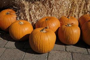 acción de gracias y halloween - varias calabazas sobre y alrededor de montones de heno foto