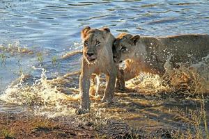 dos leones jóvenes corriendo por las aguas poco profundas de un estanque en una reserva de vida salvaje de Sudáfrica foto