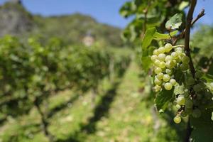 Beautiful vineyard landscape near Bonn in Germany photo