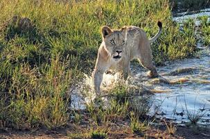 Two young lions running through the shallow water of a pond in a South African wildlife reserve photo