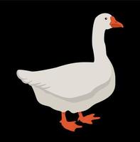 White goose isolated on black background. vector