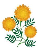 marigold flower vector