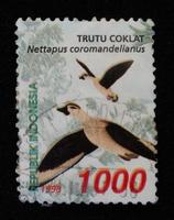 Sidoarjo, Jawa timur, Indonesia, 2022 - Stamp collection philately with a brown tutu bird illustration theme photo