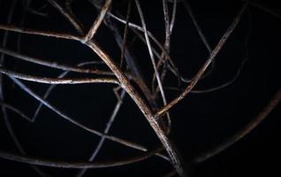 tree branches on a black background photo