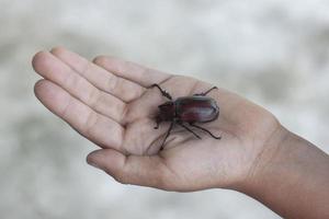 Dynastinae or stag beetle in hand of a child. photo