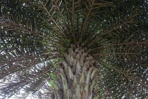 bajo ramas de palmera datilera y hojas verdes sobre fondo blanco. foto