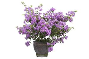 Beautiful purple Bougainvillea flower bloom in brown pot isolated on white background. photo