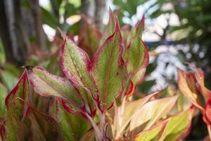 Aglaonema or Chinese Evergreen plant with sunlight on blur nature background. photo