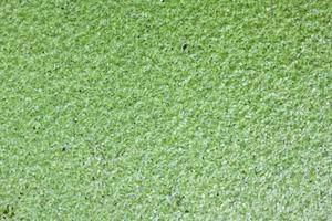 Top view of Duckweed or Lemna minor floating in the pond for background and textured. photo