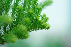 Fondo de enfoque selectivo del paisaje natural de las plantas verdes, vista de la naturaleza de primer plano de la hoja verde fresca con espacio de copia foto