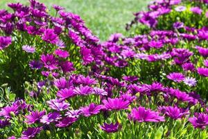 muchas flores de bellis en el prado en primavera foto