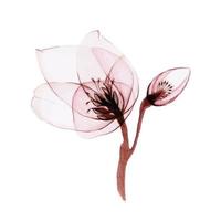 ilustración acuarela de flores transparentes. flor helleborus transparente aislada sobre fondo blanco. flor en color rosa pastel. para el diseño de bodas, vacaciones. vector
