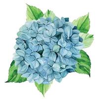 watercolor drawing. blue hydrangea. isolated on white background clipart blue hydrangea flower. realistic drawing vintage style