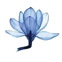 dibujo de acuarela. flor de magnolia transparente en azul. flor transparente aislada sobre fondo blanco. elemento para el diseño de bodas, cosméticos y perfumes. vector