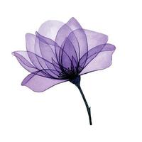 watercolor drawing. transparent flower. purple rose and transparent leaves, x-ray. decoration. vector