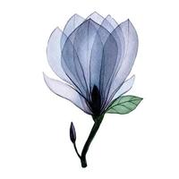 watercolor drawing transparent magnolia flower. transparent flower blue isolated element. vector