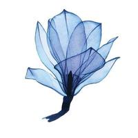dibujo de acuarela. flor de magnolia transparente en azul. flor transparente aislada sobre fondo blanco. elemento para el diseño de bodas, cosméticos y perfumes. vector