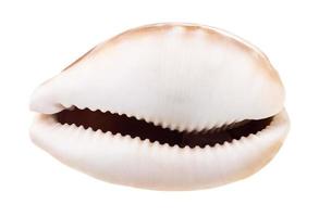 empty shell of cowrie isolated on white photo