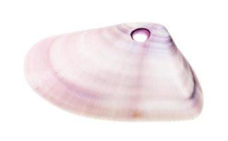 purple shell of clam perforated for making beads photo