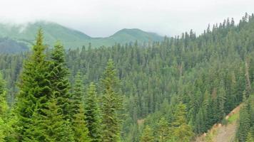 Scenic view of green mountains background with various georgian flora in foreground. video