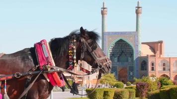 cavalariça na praça esfahan. atração de lazer no Irã video
