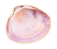 empty violet shell of clam isolated on white photo