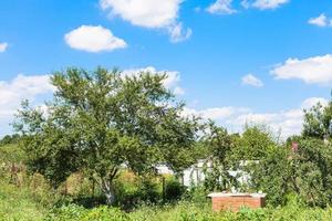 cherry trees in green garden under blue sky photo