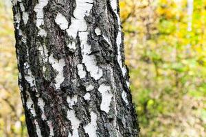 birch tree trunk close up in autumn forest photo