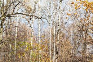 white birch trees in city park in late fall photo