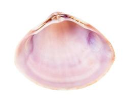 empty pink violet shell of clam isolated on white photo