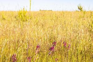 grass turning yellow in hot sun on field in summer photo