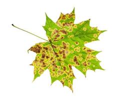 back side of diseased leaf of maple tree isolated photo